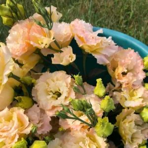 Eustoma Lisianthus Plant Live - 3-5