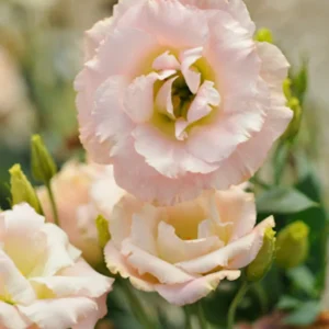 Eustoma Lisianthus Plant Live - 3-5