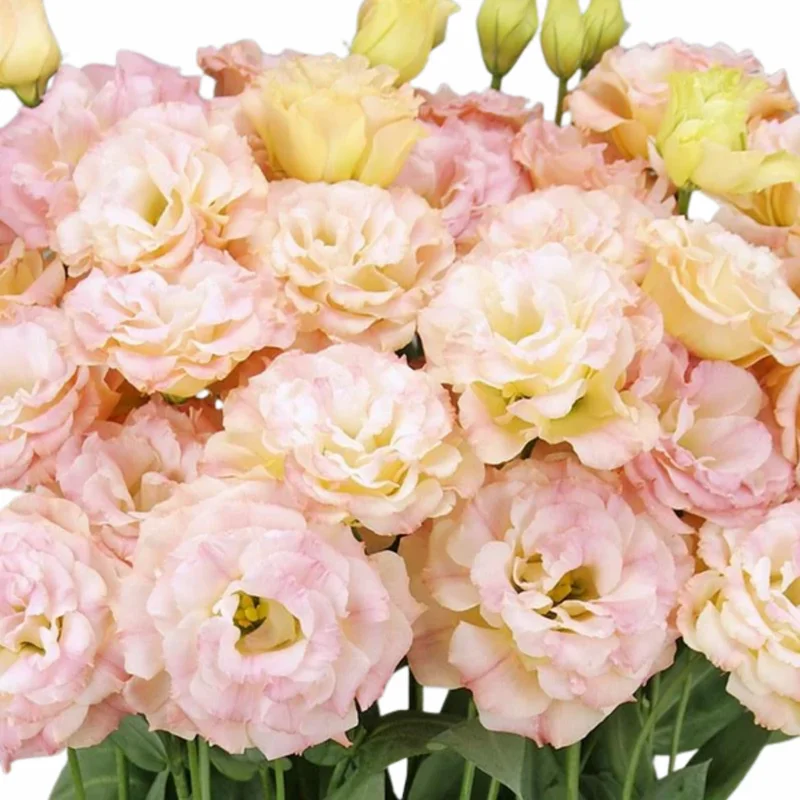 Eustoma Lisianthus Plant Live - 3-5" Plug, Pink Yellow Thornless Roses