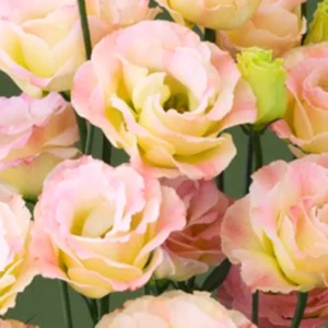 Lisianthus Plants 2-Pack - Pink & Yellow Eustoma Seedlings 3-5 inch Plugs