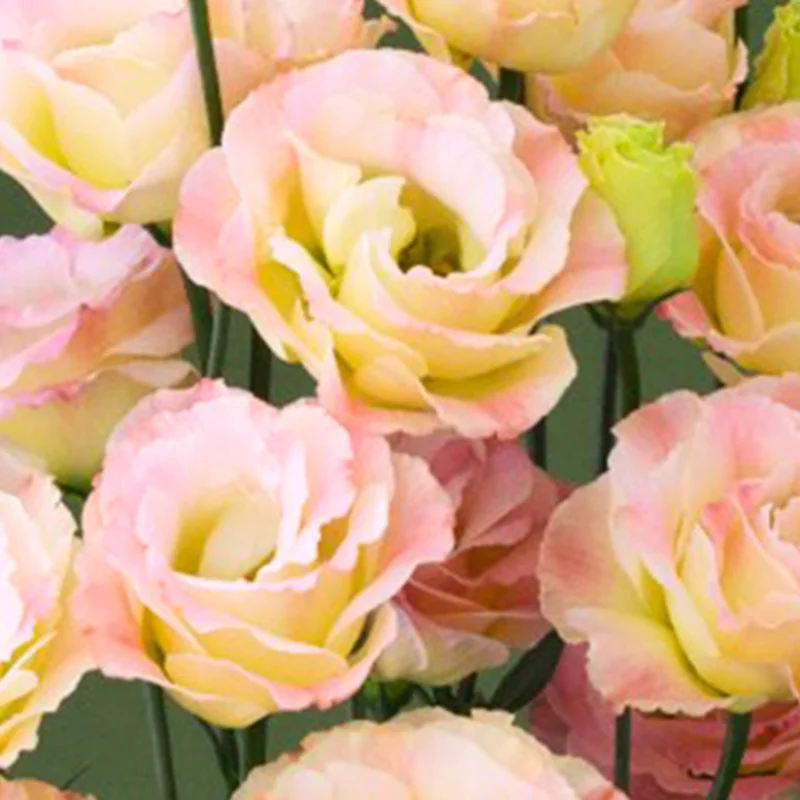 Lisianthus Plants 2-Pack - Pink & Yellow Eustoma Seedlings 3-5 inch Plugs