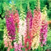 Foxglove Plants - 2 Pack Live Perennial Flowers - 3-5" Plugs For Planting