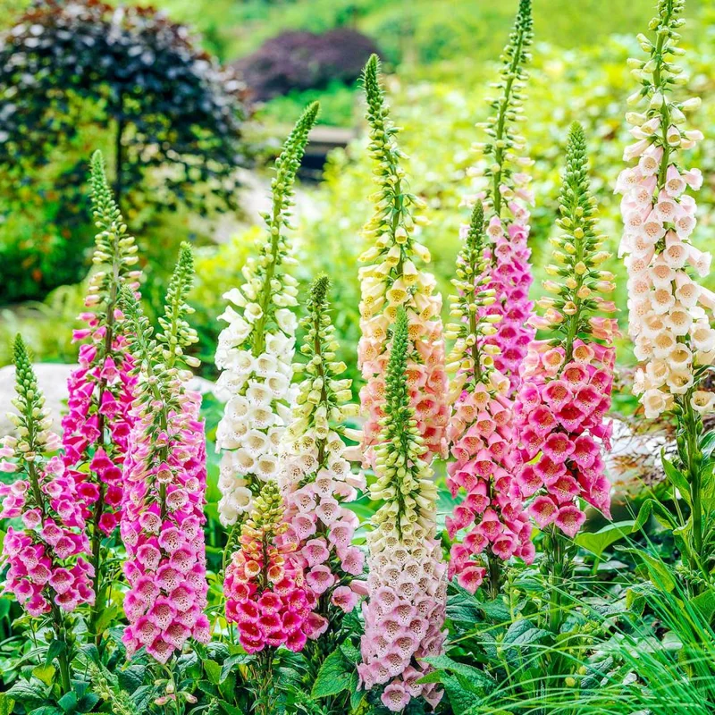 Foxglove Plants - 2 Pack Live Perennial Flowers - 3-5" Plugs For Planting