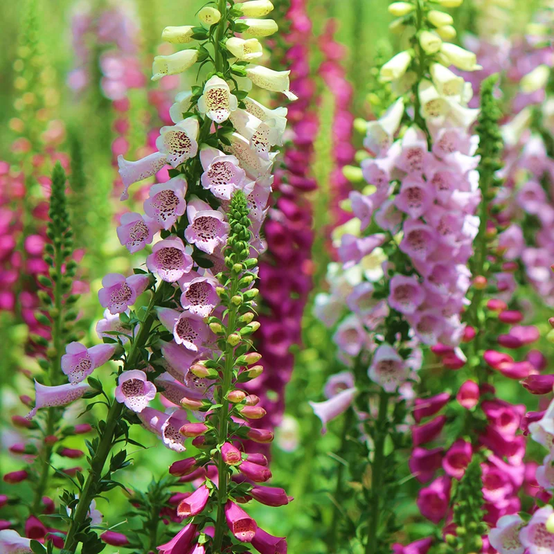 Foxglove Plants - 2 Pack Live Perennial Flowers - 3-5" Plugs For Planting