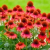 Red Coneflower Live Plant, Echinacea Perennial, 4-6 Inch Plug