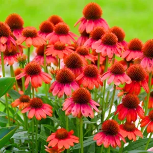 Red Coneflower Live Plant, Echinacea Perennial, 4-6 Inch Plug