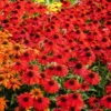 Red Coneflower Live Plant, Echinacea Perennial, 4-6 Inch Plug
