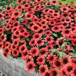 Red Coneflower Live Plant, Echinacea Perennial, 4-6 Inch Plug