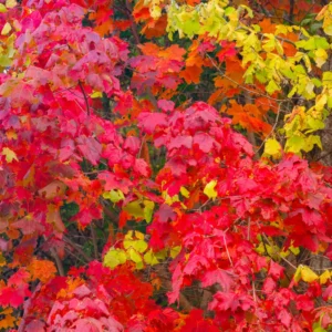 Boston Ivy Plant Live Perennial Ground Cover Vine - 2.5 Inch Pot