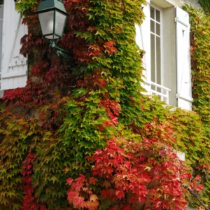 Boston Ivy Plant Live Perennial Ground Cover Vine - 2.5 Inch Pot