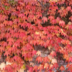 Boston Ivy Plant Live Perennial Ground Cover Vine - 2.5 Inch Pot