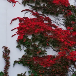 Boston Ivy Plant Live Climbing Ivy Starter 3-6 Inch Outdoor Garden