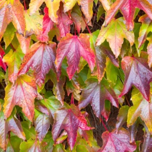 Boston Ivy Plant Live Climbing Ivy Starter 3-6 Inch Outdoor Garden