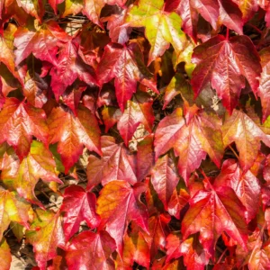 Boston Ivy Plant Live Climbing Ivy Starter 3-6 Inch Outdoor Garden