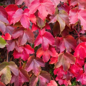 Boston Ivy Plant Live Climbing Ivy Starter 3-6 Inch Outdoor Garden