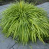 Japanese Forest Grass Plant Live Perennial 4-6 Inches Gold Ornamental