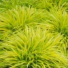 Golden Japanese Grass Plant Perennial Starter Plant 4 Inch Pot Outdoor Planting