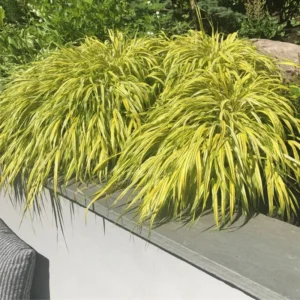 Golden Japanese Grass Plant Perennial Starter Plant 4 Inch Pot Outdoor Planting