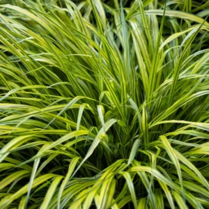 Golden Japanese Grass Plant Perennial Starter Plant 4 Inch Pot Outdoor Planting