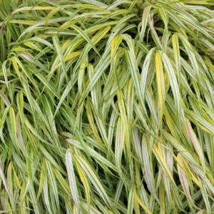 Golden Japanese Grass Plant Perennial Starter Plant 4 Inch Pot Outdoor Planting