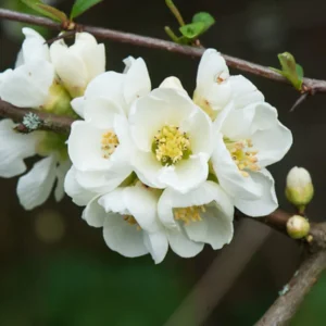 White Quince Flowering Plant Double Flower Shrub 5-7 Inch Outdoor
