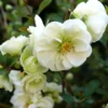 White Quince Flowering Plant Double Flower Shrub 5-7 Inch Outdoor