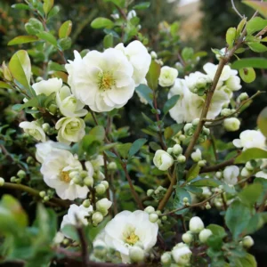 White Quince Flowering Plant Double Flower Shrub 5-7 Inch Outdoor