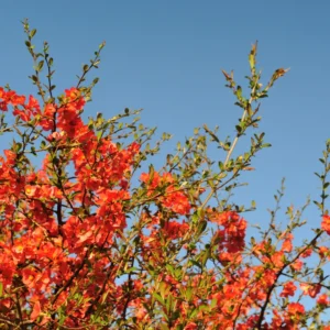 Orange Quince Flowering Plant - Double Flower Shrub - 5-7 Inch Outdoor Plant