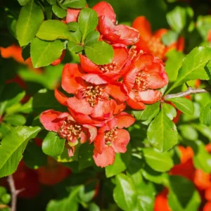 Orange Quince Flowering Plant - Double Flower Shrub - 5-7 Inch Outdoor Plant