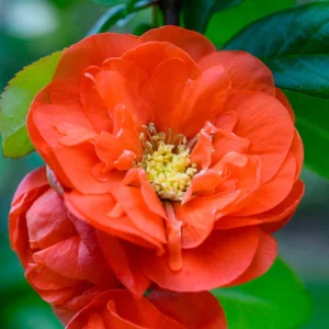 Orange Quince Flowering Plant - Double Flower Shrub - 5-7 Inch Outdoor Plant