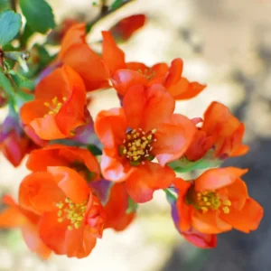 Orange Quince Flowering Plant - Double Flower Shrub - 5-7 Inch Outdoor Plant