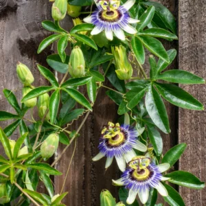 White Passion Flower Plant - 4 Inch Pot - Perennial Passion Flower Vine - Outdoor Garden