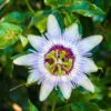 White Passion Flower Plant - 4 Inch Pot - Perennial Passion Flower Vine - Outdoor Garden