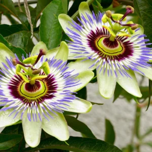 White Passion Flower Plant - 4 Inch Pot - Perennial Passion Flower Vine - Outdoor Garden