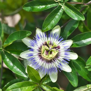 White Passion Flower Plant - 4 Inch Pot - Perennial Passion Flower Vine - Outdoor Garden