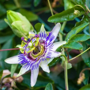 White Passion Flower Plant - 4 Inch Pot - Perennial Passion Flower Vine - Outdoor Garden