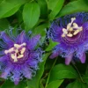 Purple Passion Flower Plant Perennial Vine 4 Inch Pot Outdoor Garden