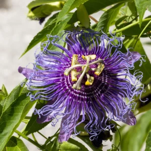 Purple Passion Flower Plant Perennial Vine 4 Inch Pot Outdoor Garden