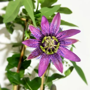 Purple Passion Flower Plant Perennial Vine 4 Inch Pot Outdoor Garden
