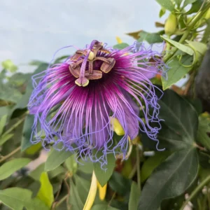 Purple Passion Flower Plant Perennial Vine 4 Inch Pot Outdoor Garden