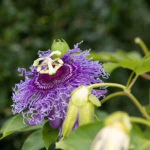 Purple Passion Flower Plant Perennial Vine 4 Inch Pot Outdoor Garden