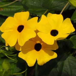 Yellow Thunbergia Plant Live - Flowering Vine Perennial 3-6 Inches