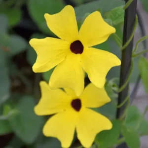 Yellow Thunbergia Plant Live - Flowering Vine Perennial 3-6 Inches