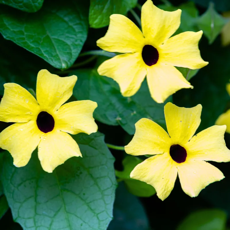 Yellow Thunbergia Plant Live - Flowering Vine Perennial 3-6 Inches