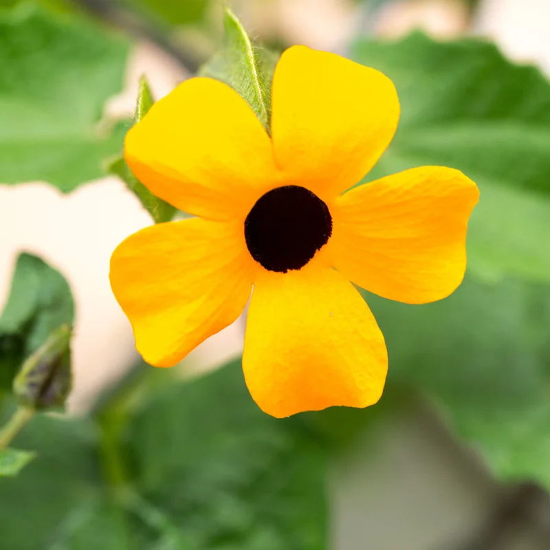 Yellow Thunbergia Plant Live - Flowering Vine Perennial 3-6 Inches