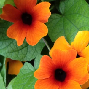 Orange Thunbergia Plant Live Flowering Vine Perennial 3-6 Inches Indoor Outdoor