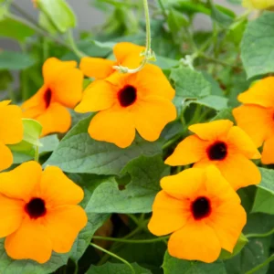 Orange Thunbergia Plant Live Flowering Vine Perennial 3-6 Inches Indoor Outdoor
