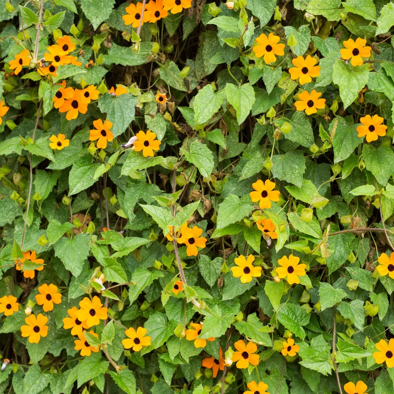 Orange Thunbergia Plant Live Flowering Vine Perennial 3-6 Inches Indoor Outdoor