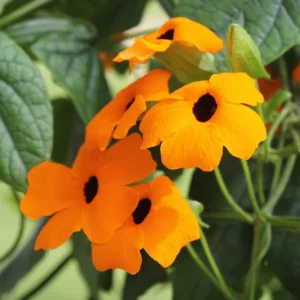 Orange Thunbergia Plant Live Flowering Vine Perennial 3-6 Inches Indoor Outdoor