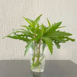 Epazote Herb Plant - 2 Live Plants - 4-6 Inches - 4 Inch Pot - Outdoor Planting